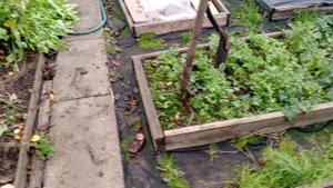 Страшно сажать Лук😱!  Посадили чеснок