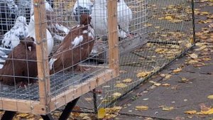 1000106030.mp4 Голуби Луганска.