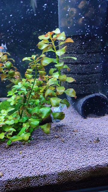 Итоги по нересту попугайчиков смотреть онлайн