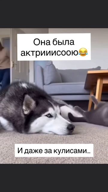 1/11 Скачать видео ➡️➡️➡️ в т. Г. https://t.me/cartolega смотреть онлайн