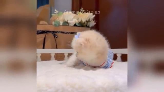 Смешные животные заставят тебя смеяться