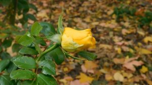 30=10=2025  СОЛНЕЧНЫЙ ОСТРОВ. КРАСНОДАР  (4)