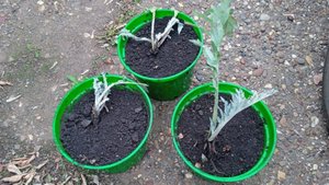 отправляю артишоки на зимовку