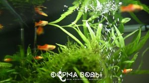 «Малахитовая шкатулка», пресноводный аквариум с растениями 120 литров.