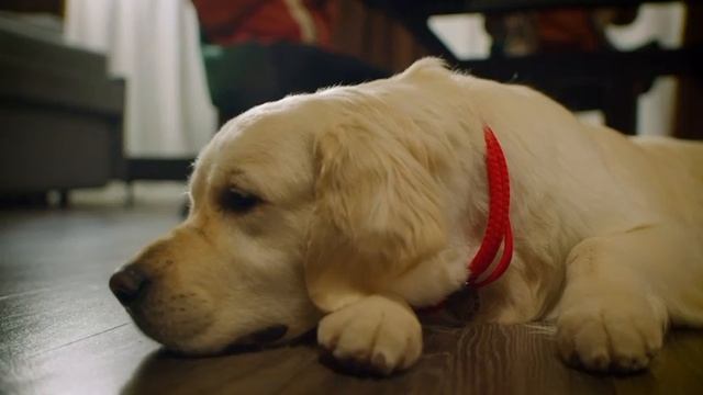 Мошенничество в сфере ИТТ смотреть онлайн