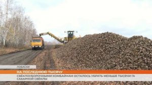 В Мордовии свеклоуборочными комбайнам осталось убрать меньше тысячи га сахарной свеклы