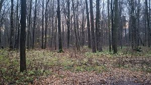 Белка убегает