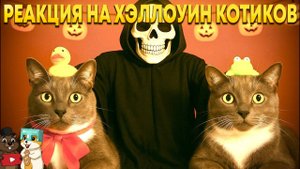 РЕАКЦИЯ НА ЕСЛИ БЫ КОТИКИ ХОДИЛИ В ШКОЛУ - ПРАНКИ НАД УЧЕНИКАМИ НА ХЭЛЛОУИН