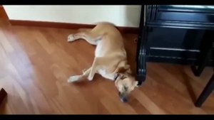 Результаты обучения на курсе "Искусство общения с собакой"