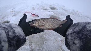 Крупная плотва. 30 октября,2025г. Перволедье.