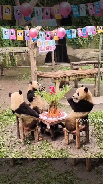 У панды день Рождения