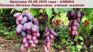 Виноград 05.08.2025 года - Алвика с ее хорошим вкусом и способностью длительно сохраняться на кустах