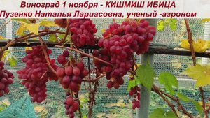 👍Виноград КИШМИШ ИБИЦА, сохранившийся на кустах после созревания до 1 ноября. Вуаля, какая красота!