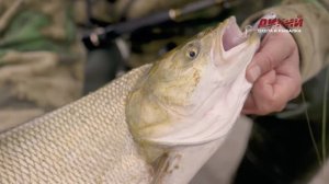 Ловля хищных рыб. Жерех. На уокеры и стики