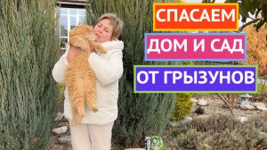 ЭФФЕКТИВНЫЕ СПОСОБЫ БОРЬБЫ С ГРЫЗУНАМИ 2025!