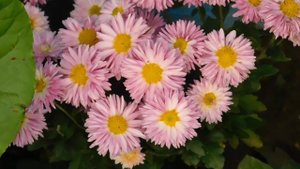 22..10..2025  тэц  ПВН MP4   (368)