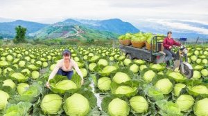 Собираю урожай капусты и везу его на трицикле на местный рынок продавать. Жизнь во Вьетнаме