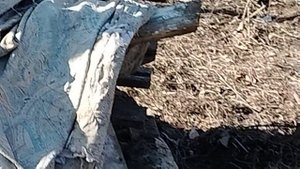 Беременная курица