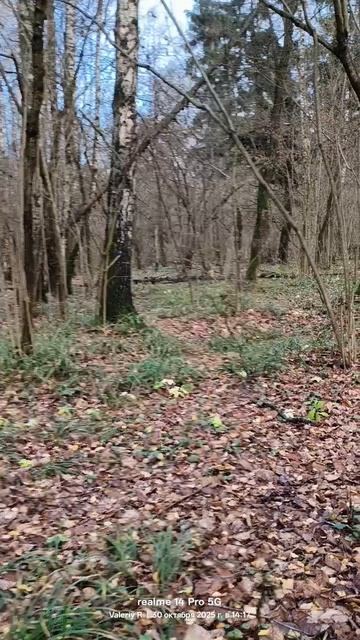 Октябрь. Прогулка в лесопарке 🌳🌲🍂🍂🌳🌲 30.10.2025 смотреть онлайн