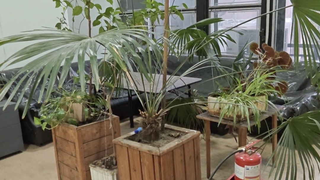 02-11-2025.Цветы на работе.