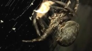 Песенка про паука