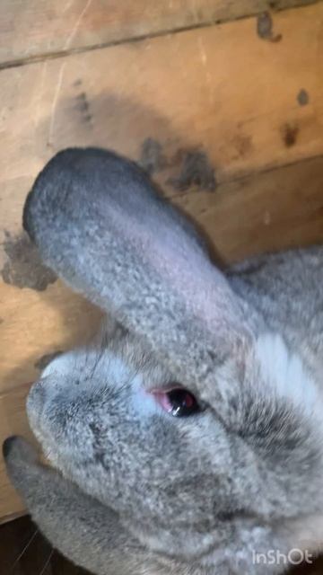 Кролики французский баран смотреть онлайн