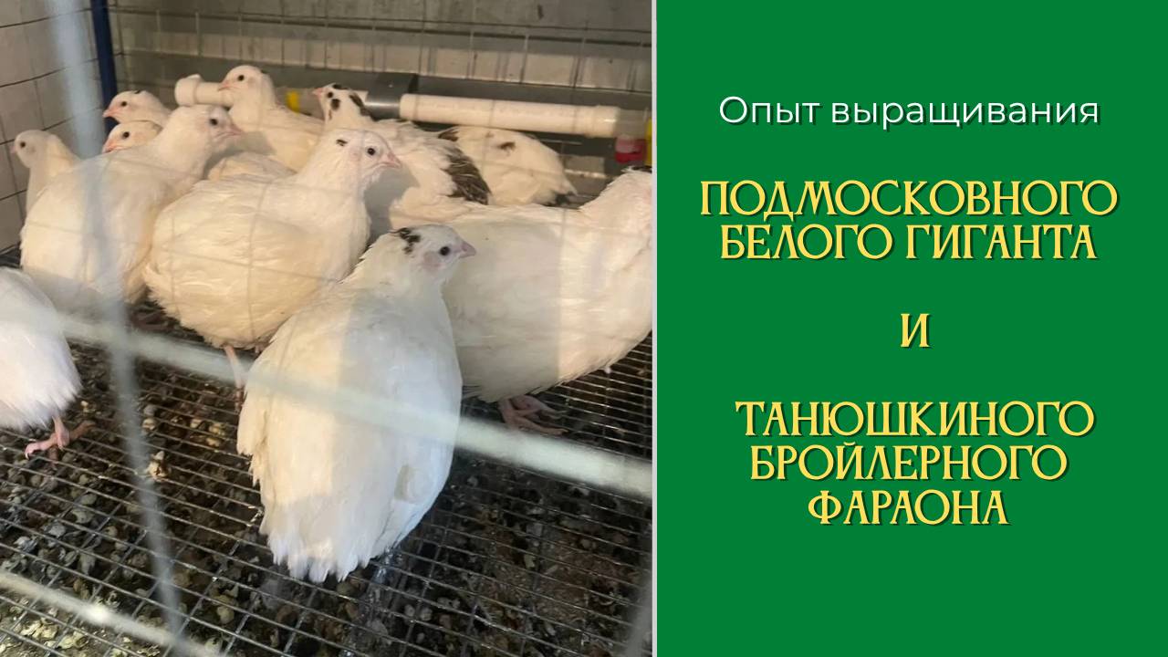 Опыт выращивания Подмосковного Белого Гиганта и Танюшкиного бройлерного фараона