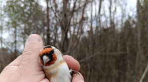 Ловля щеглов