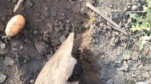 КАРТОШКА С ГРЯДКИ и ПИЦЦА ОТ ДЕТЕЙ! Что пошло не так? 😅