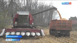 В Белгородской области убирают кукурузу на зерно