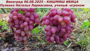Виноград 06.08.2025 КИШМИШ ИБИЦА - у меня идет на 1 класс бессемянности. Пока все олично.