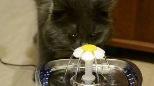 Распаковка. Фонтан поилка для кошек. Питьевой фонтанчик для кота Жорика.