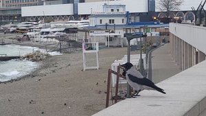 Пытался обмануть ворон, но...бесполезно