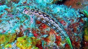 Морские обитатели