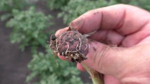 Кивсяки на огороде