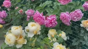 Розы в кашпо, цветение роз в горшечном саду! Ароматная Бьянвеню....