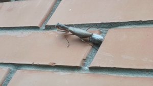 Самка богомола откладывает яйца / оотека