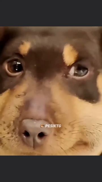 Прикол  Когда съел пчелу😂