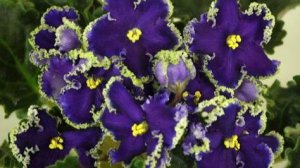 Как омолодить фиалку! Один из эффективных способов!