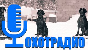 ПИТОМНИК ДРАТХХАРОВ И КУРЦХААРОВ HUNTING-DOG.RU / ОХОТРАДИО