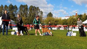 27.09.2025, СПб. Клуб "Русский Стиль" (РКФ, РФСС"). Выставка собак САС 2 группы FCI