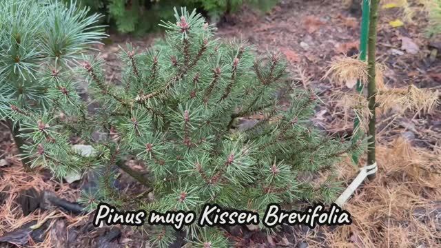 Pinus mugo Kissen Brevifolia