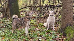В день рождение на охоте