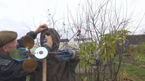 Пуголо птиц.