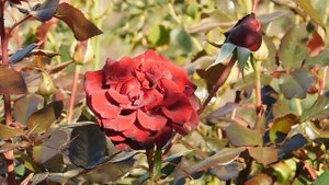 22..10..2025  тэц  ПВН MP4   (366)