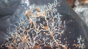 Ответы на вопросы. Альголизация и Триходермикс