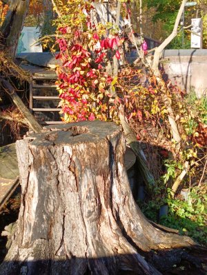 заопарк Калиненград