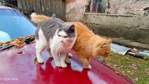 тонны голодных кошаков