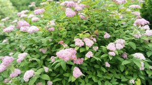 Как я стригу спиреи одними ножницами