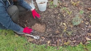 Крокусы. Посадка